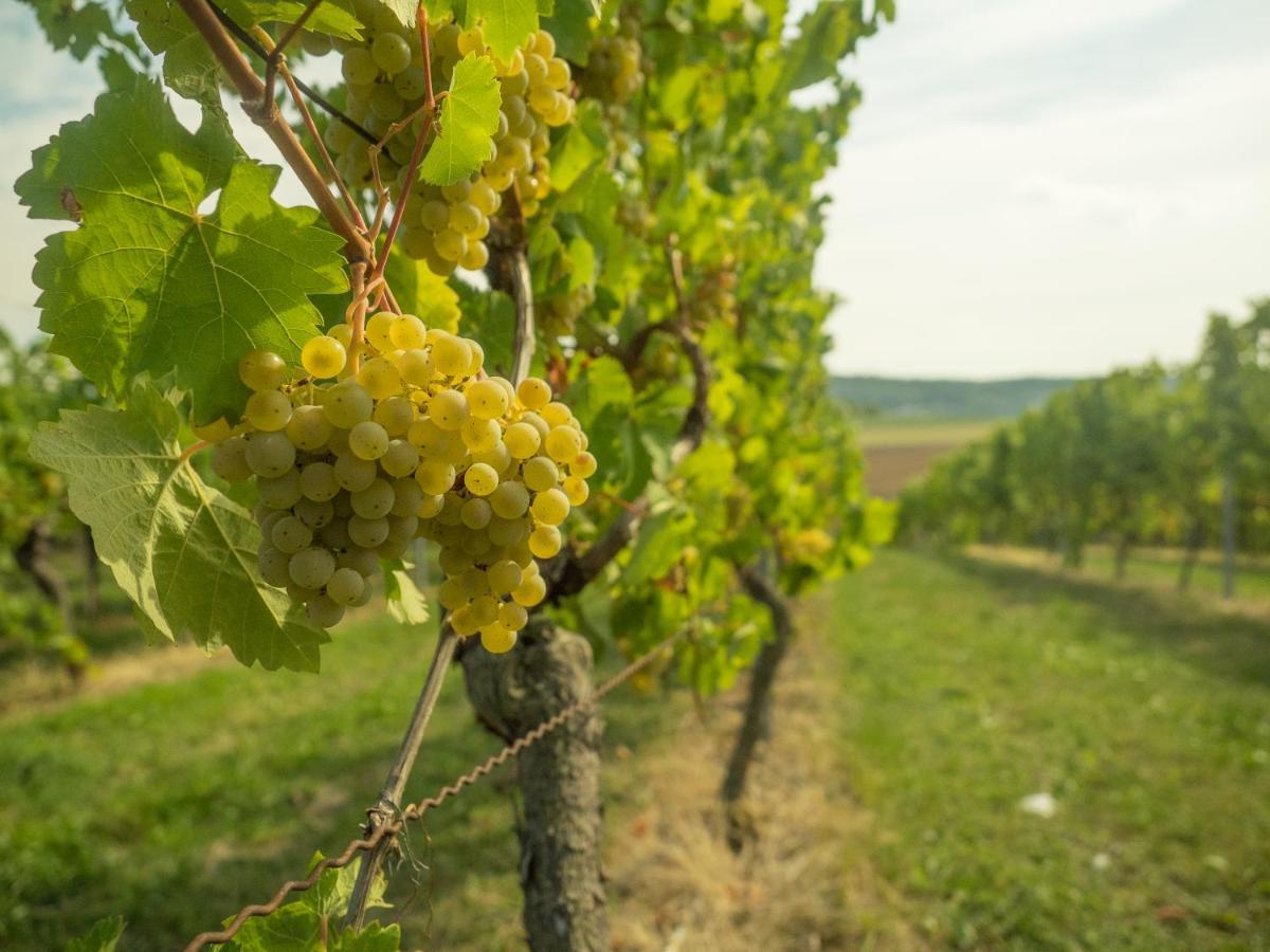 Vinotel Heinz J. Schwab Bretzfeld Esterno foto